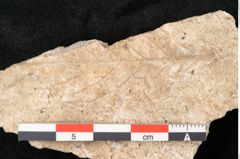 Foto (Detailansicht) von Rhamnus frangula L. (NHMW-GEO-2024-0188-11318)